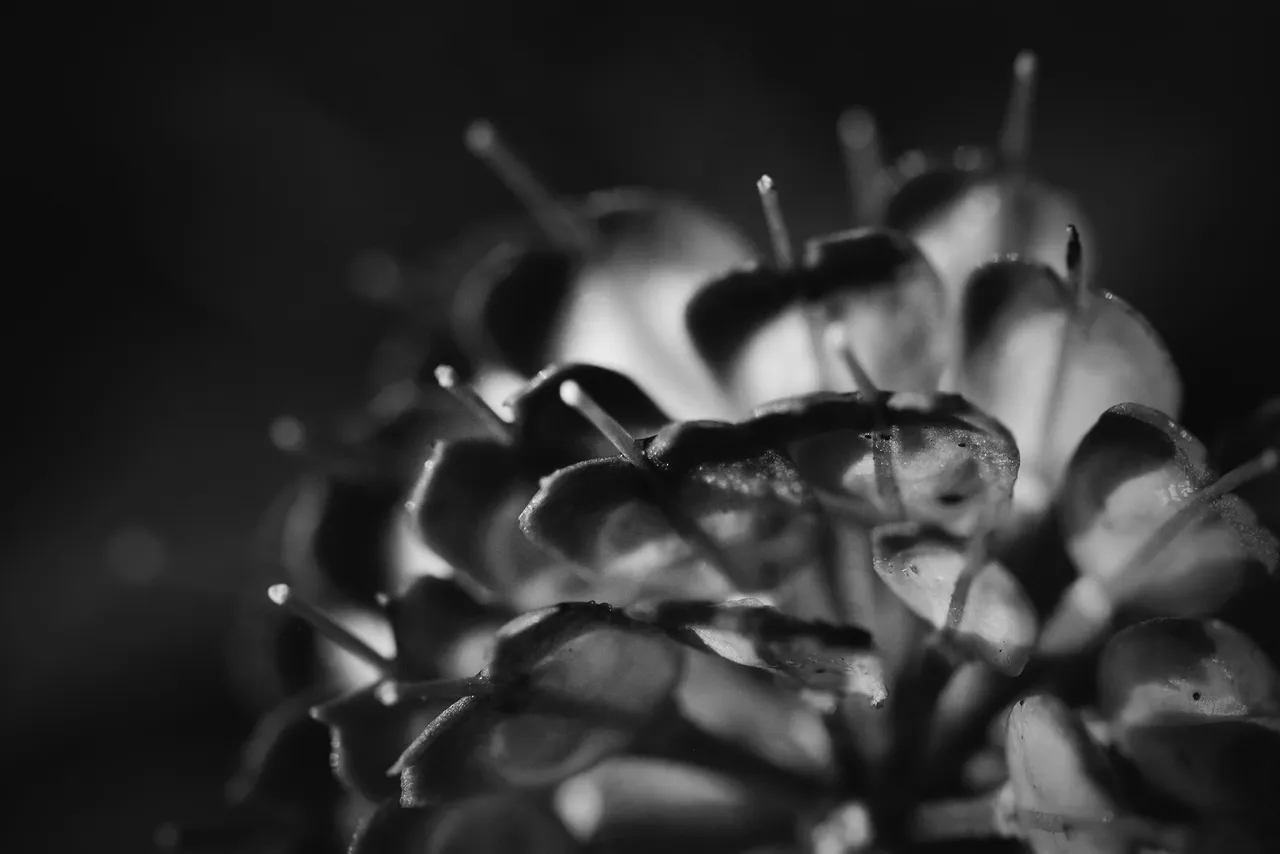 candytuft seed pod bw 6.jpg