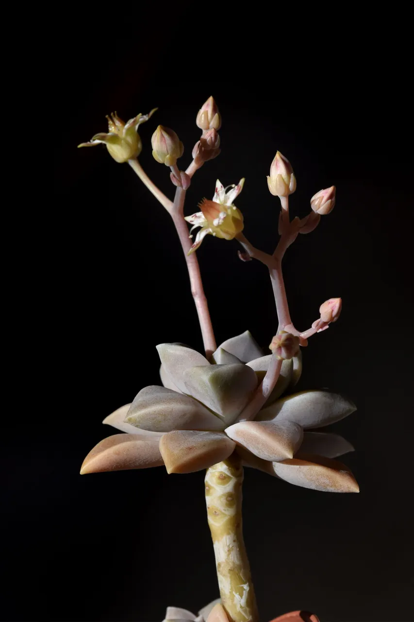 graptopetalum paraguayense flower 1.jpg