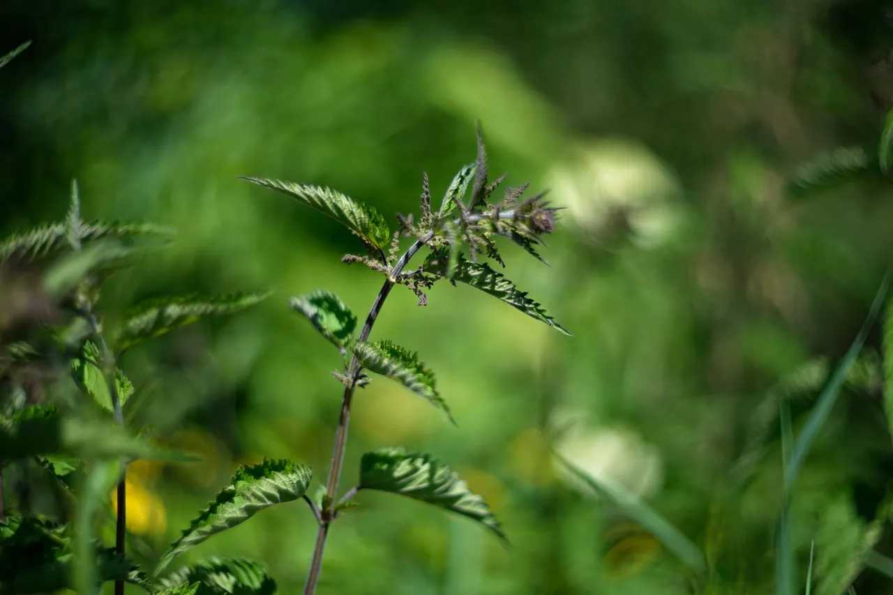 Nettle helios bokeh.jpg