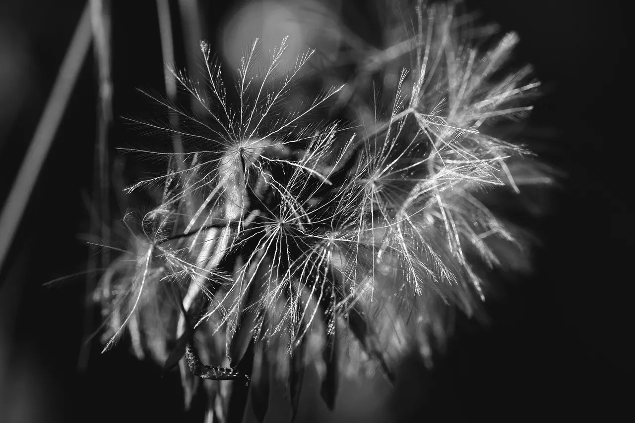 fluffy seeds bw 7.jpg