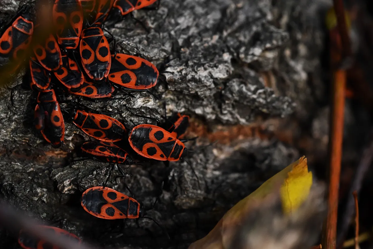Firebug tree pl 9.jpg