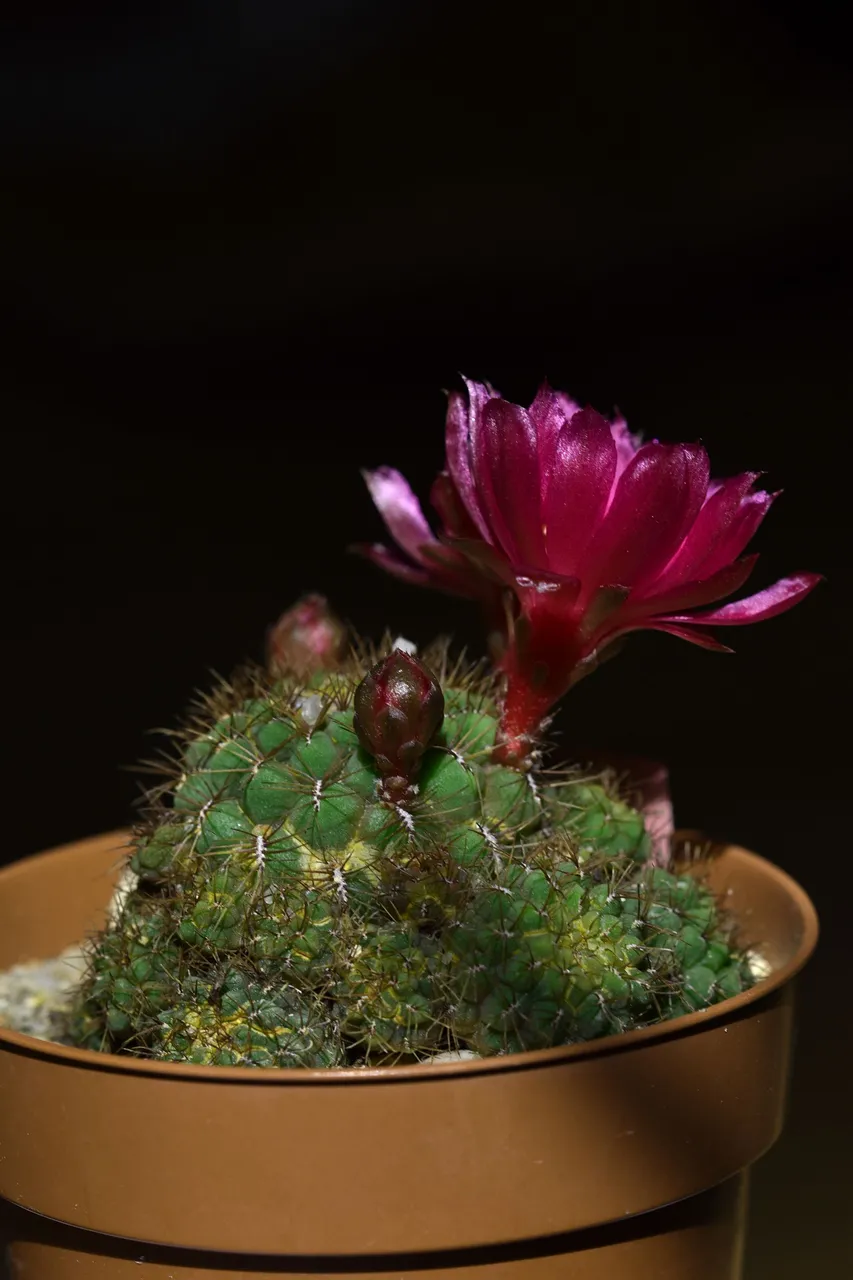 Sulcorebutia frankiana flowers 2021 7.jpg