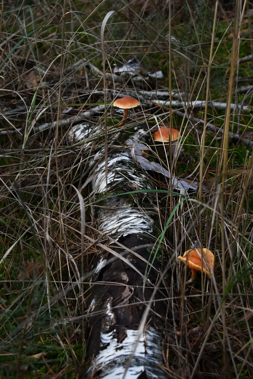 orange mushroms birch 6.jpg