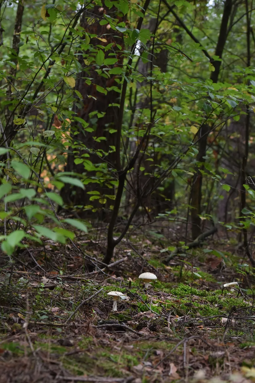 White amanita pl 3.jpg