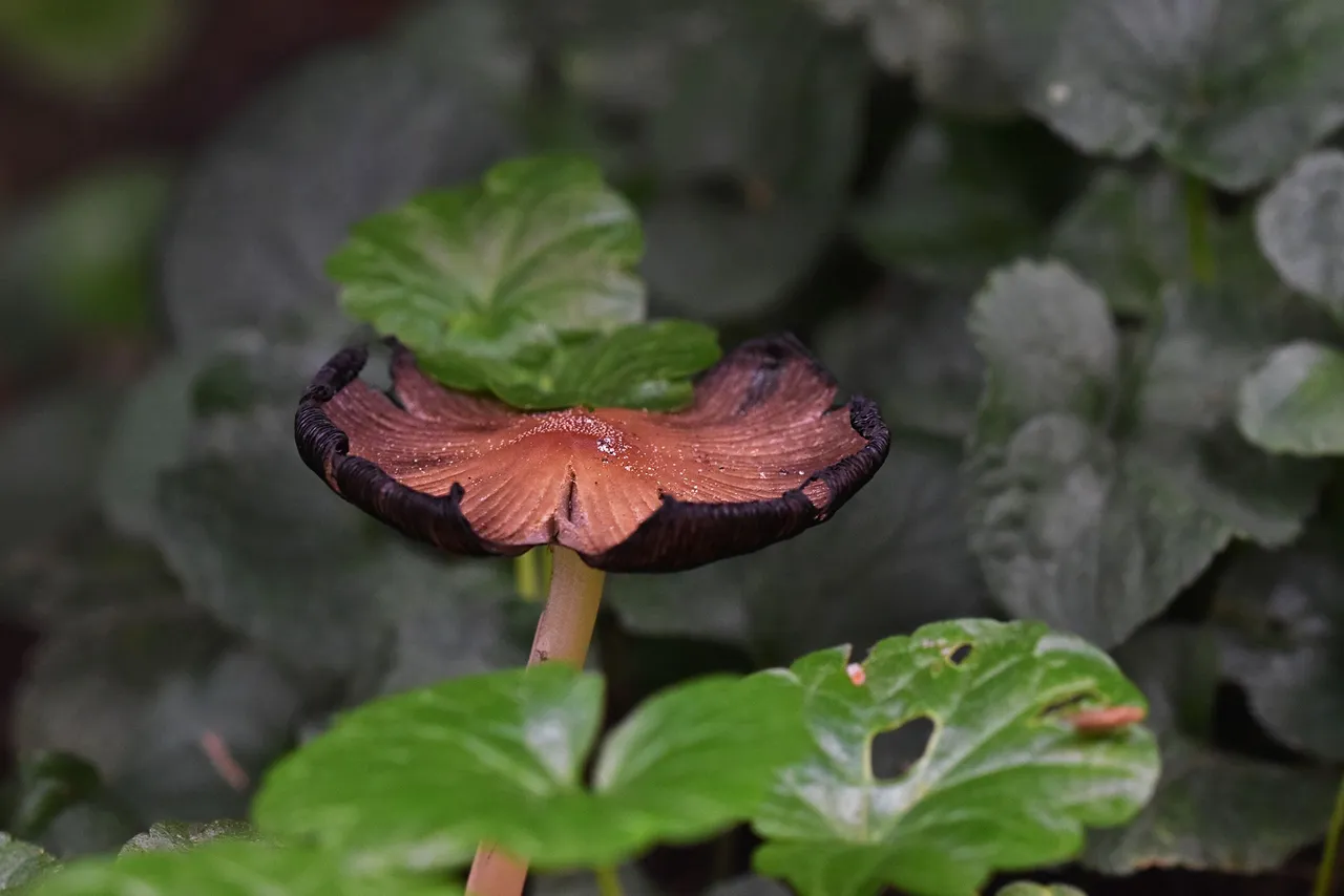 mushrooms garden grass 1.jpg