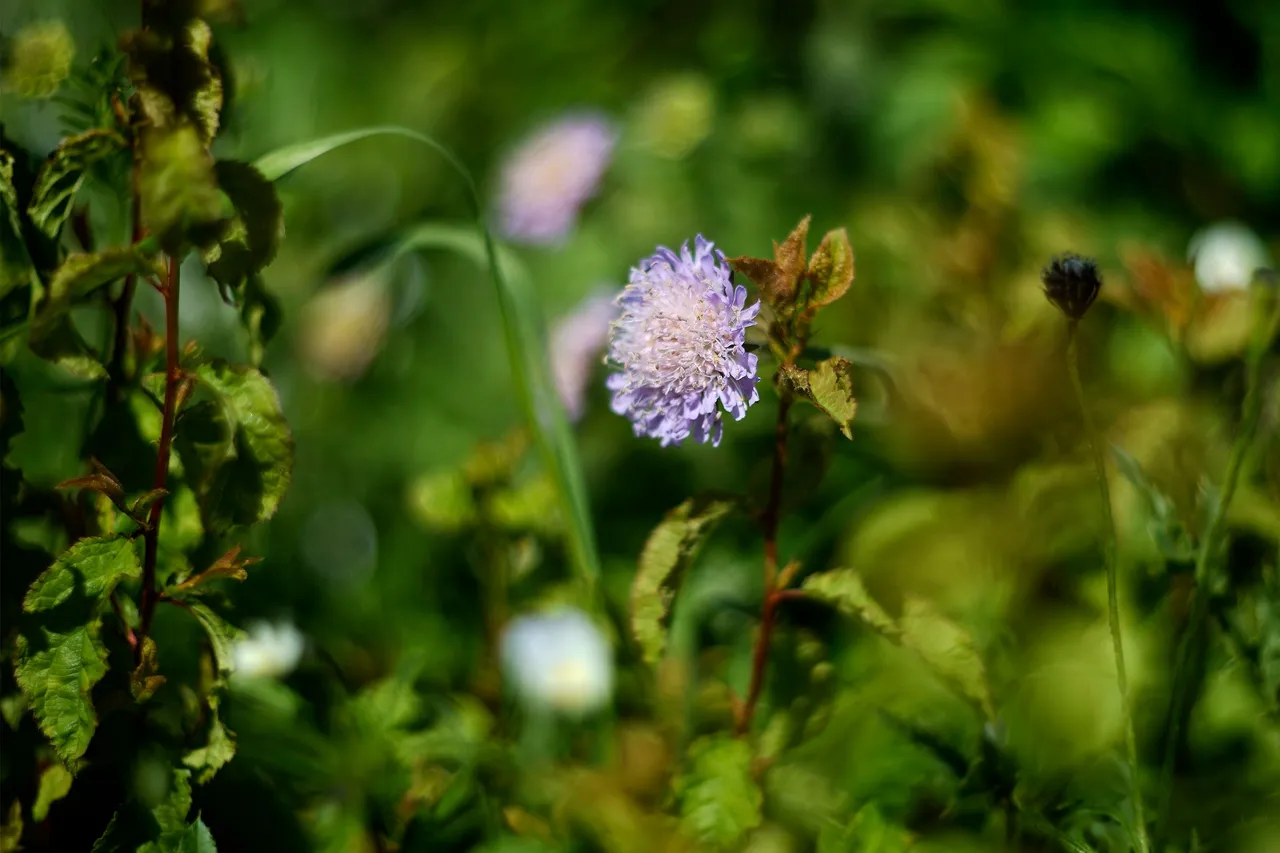 wildflower helios bokeh 1.jpg