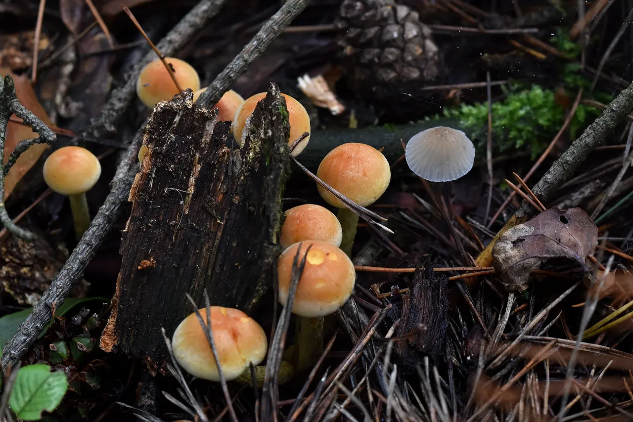 Sulphur Tuft small mushrooms pl 3.jpg