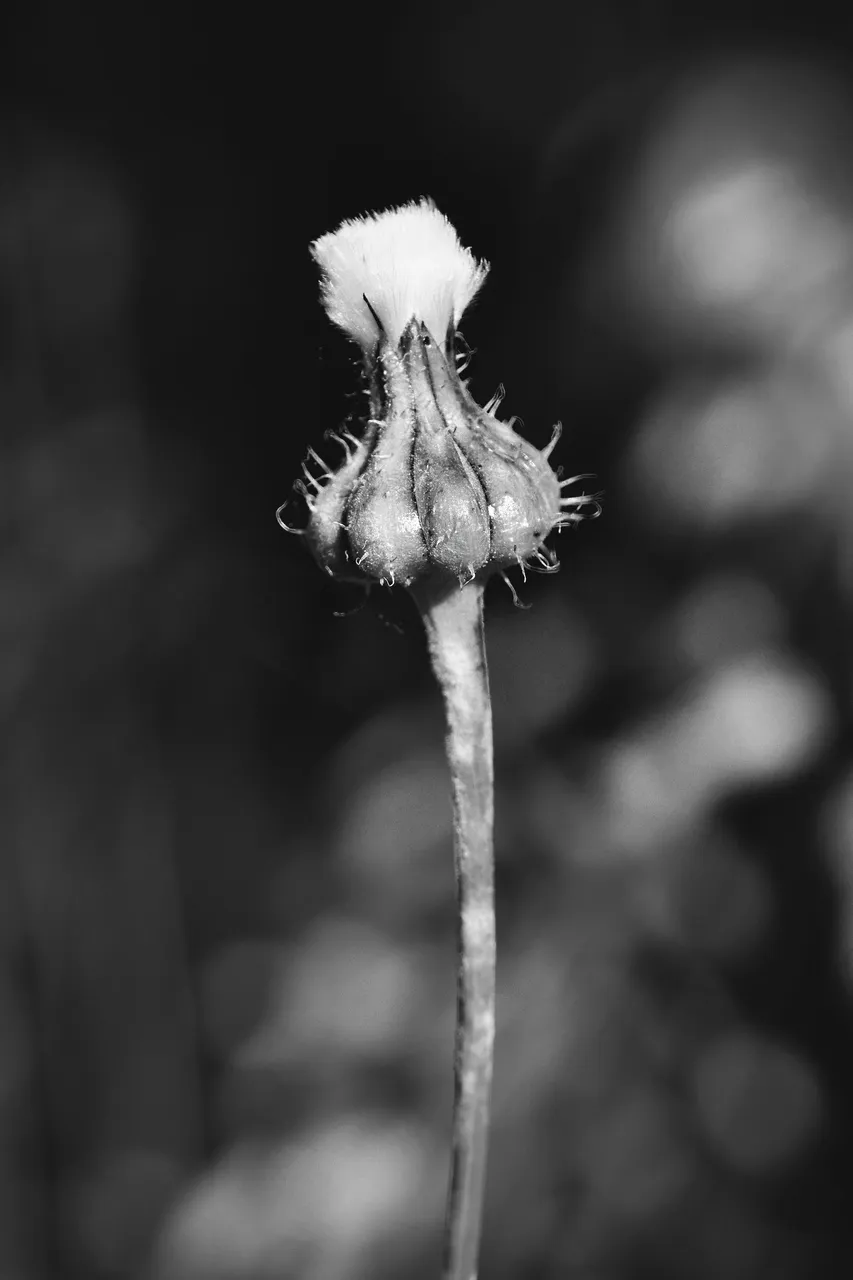 fluffy seeds bw 11.jpg