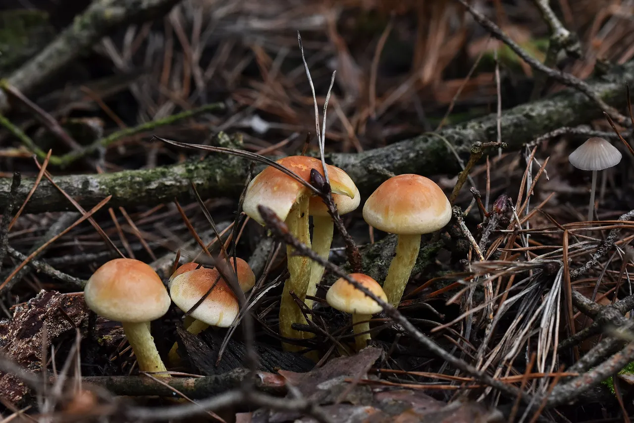 Sulphur Tuft small mushrooms pl 14.jpg