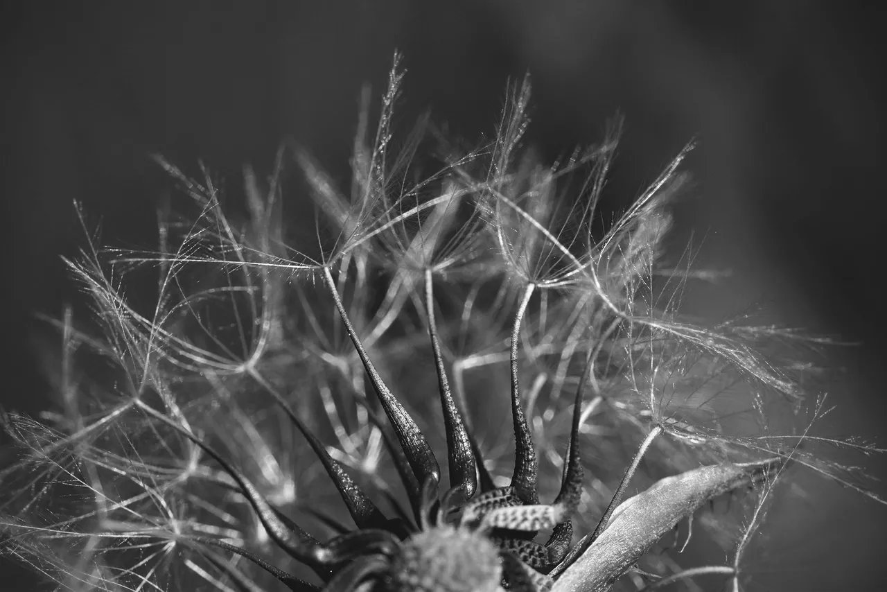 fluffy seeds bw 13.jpg