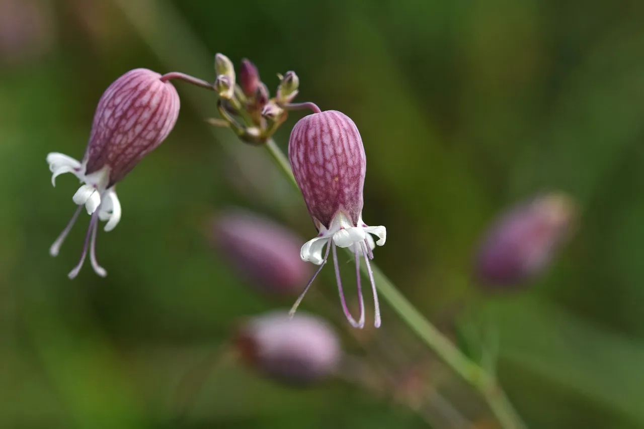 Silene wildflower.jpg