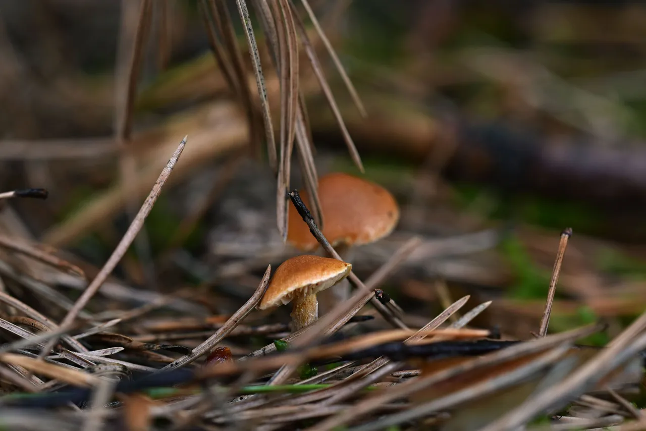 tiny myshrooms pl needles.jpg