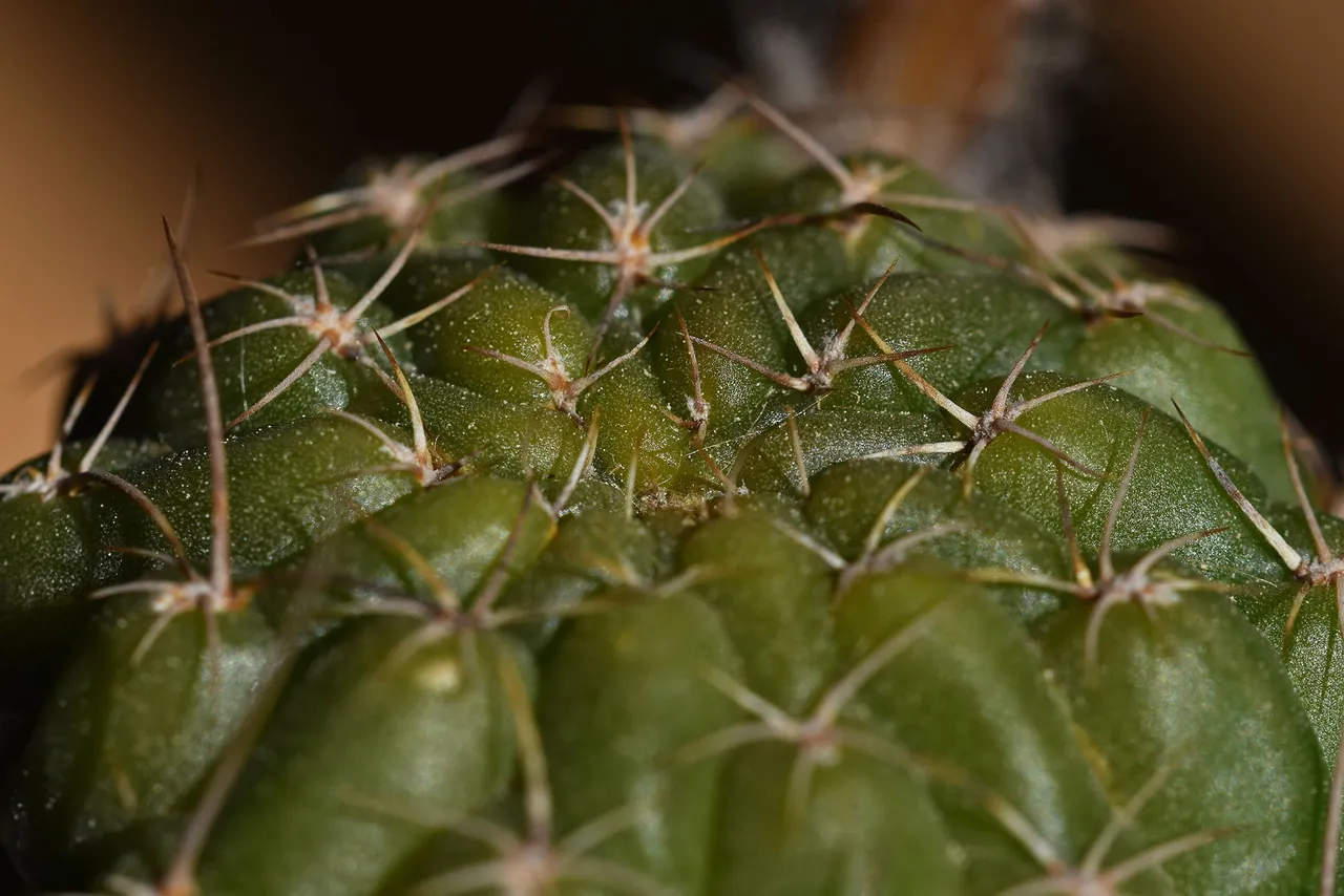 Lobivia Wrightiana flowers 2022 12.jpg