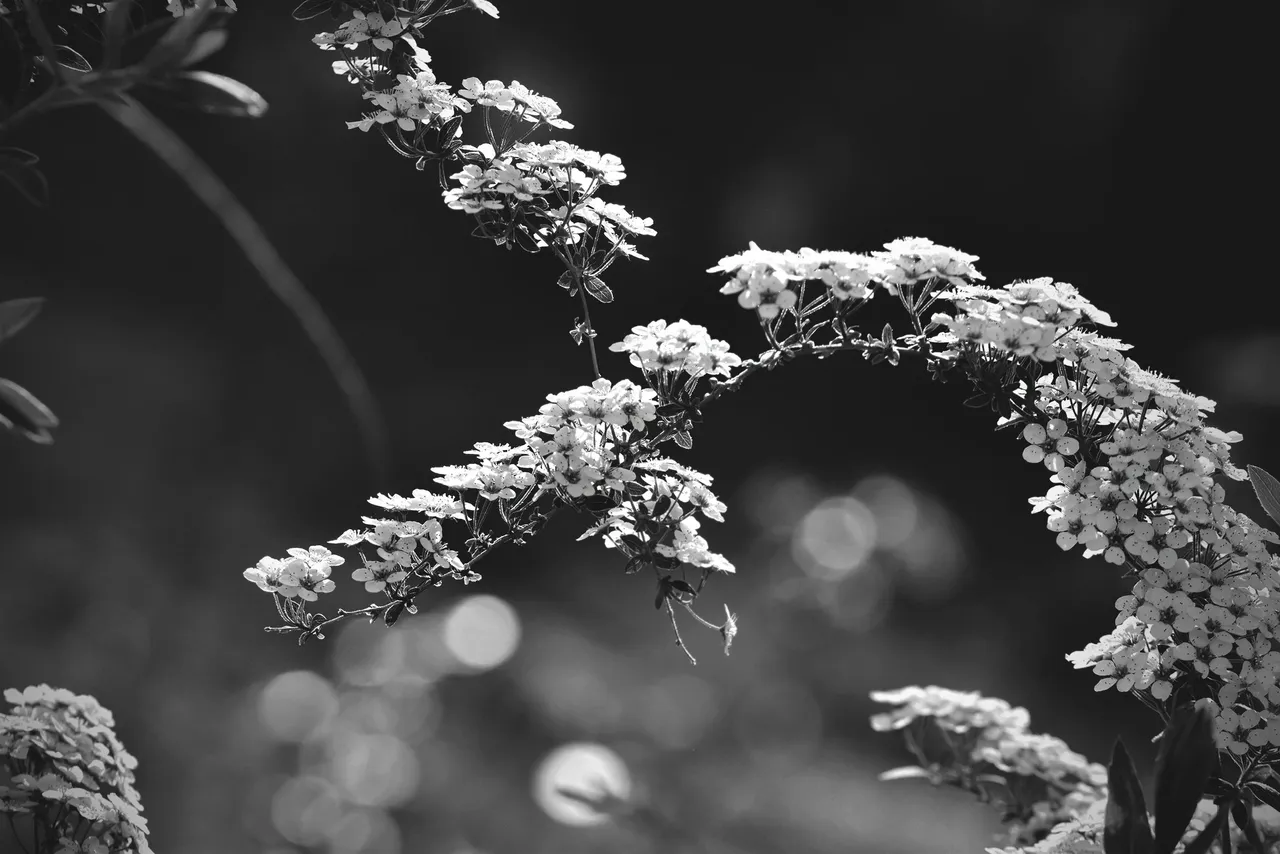 Tawuła Garland spiraea bw 1.jpg