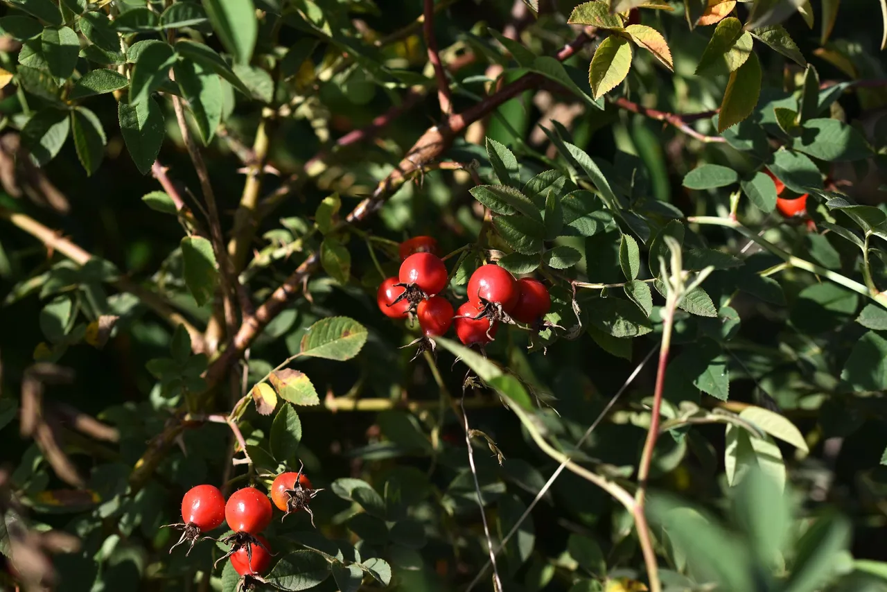 rosehip bush pl 9.jpg