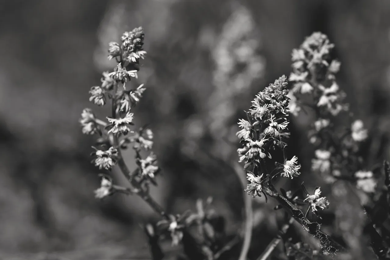 Sesamoides spathulifolia wildflower bw 4.jpg