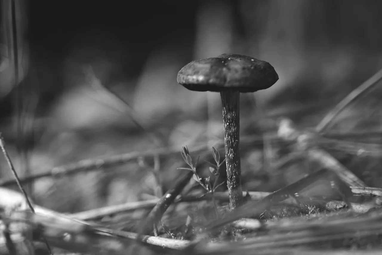 mushroom bokeh bw 1.jpg