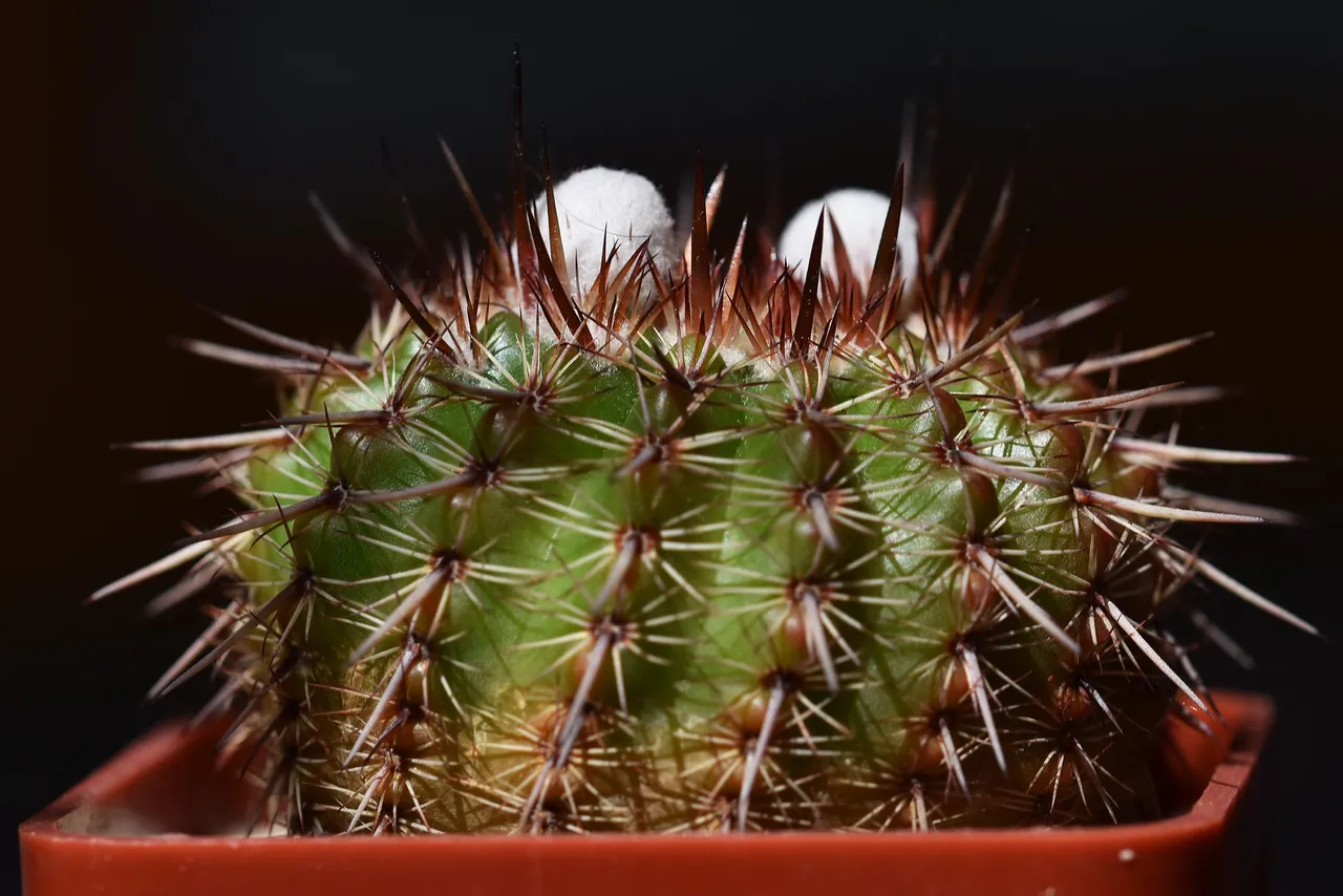 Notocactus mueller-melchersii buds 2021 1.jpg