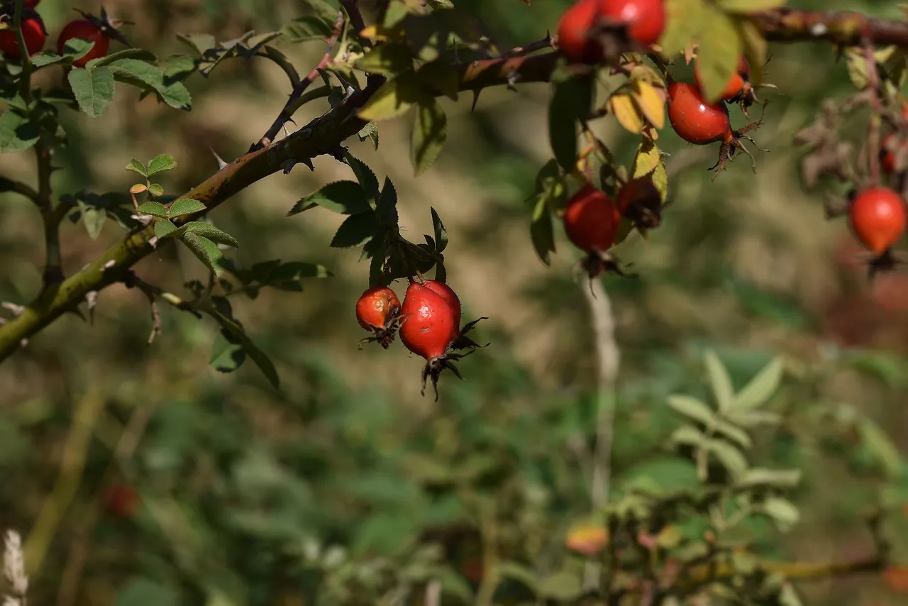 rosehip bush pl 4.jpg