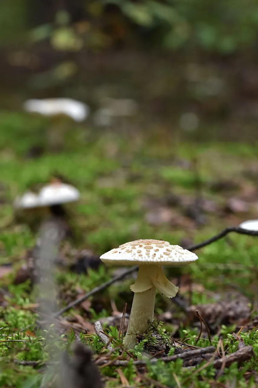 White amanita pl 2.jpg