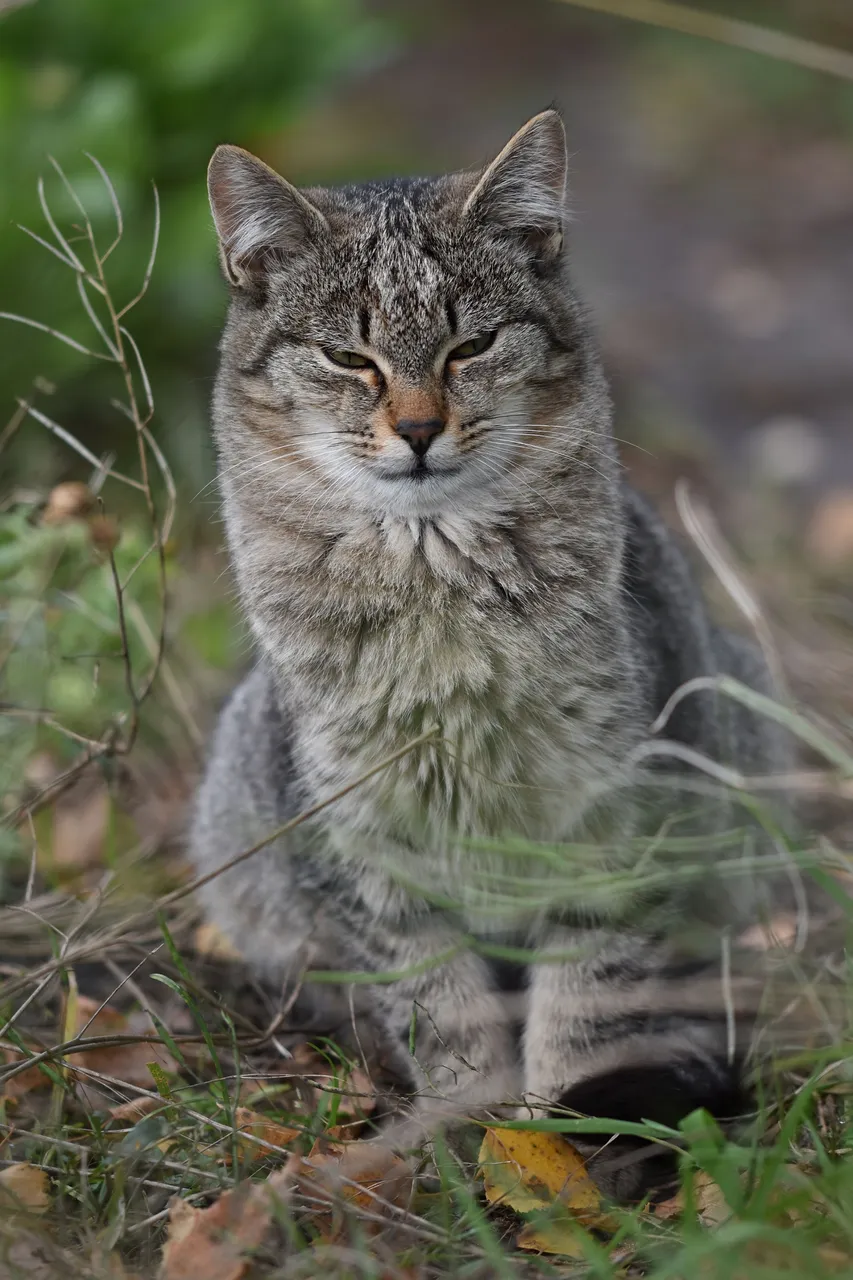 Tabby garden 5.jpg