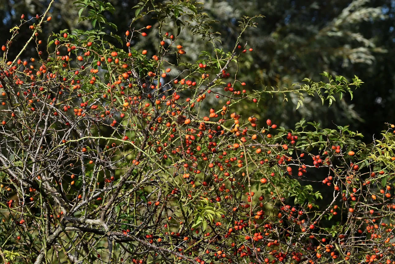 rosehip bush pl 8.jpg