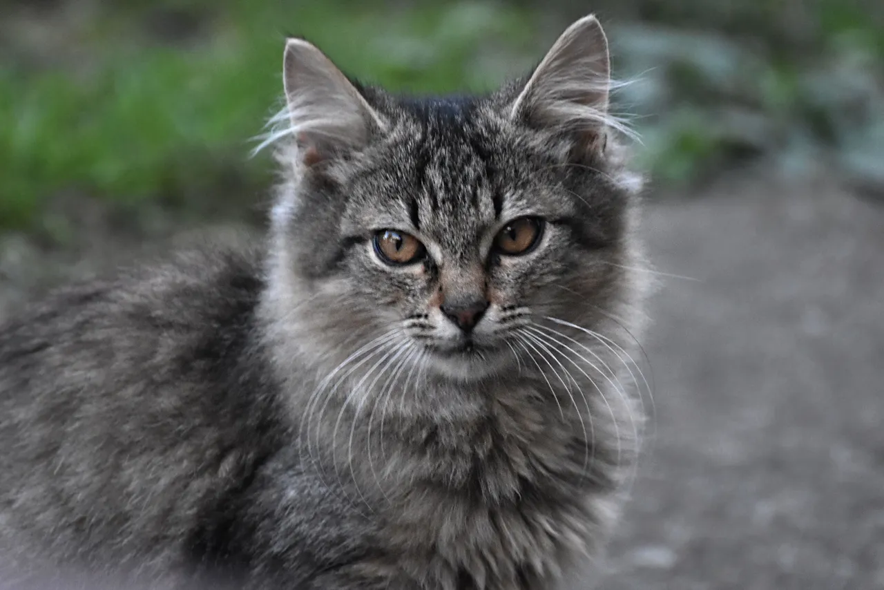 Fluffy tabby pl 2.jpg