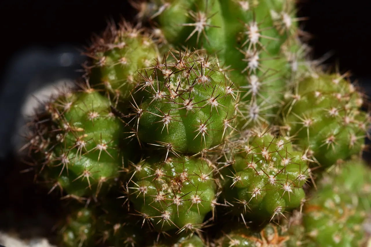 Chamaecereus hybrid flower 2021 8.jpg