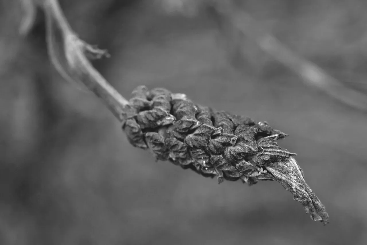 drystuff bw 5.jpg