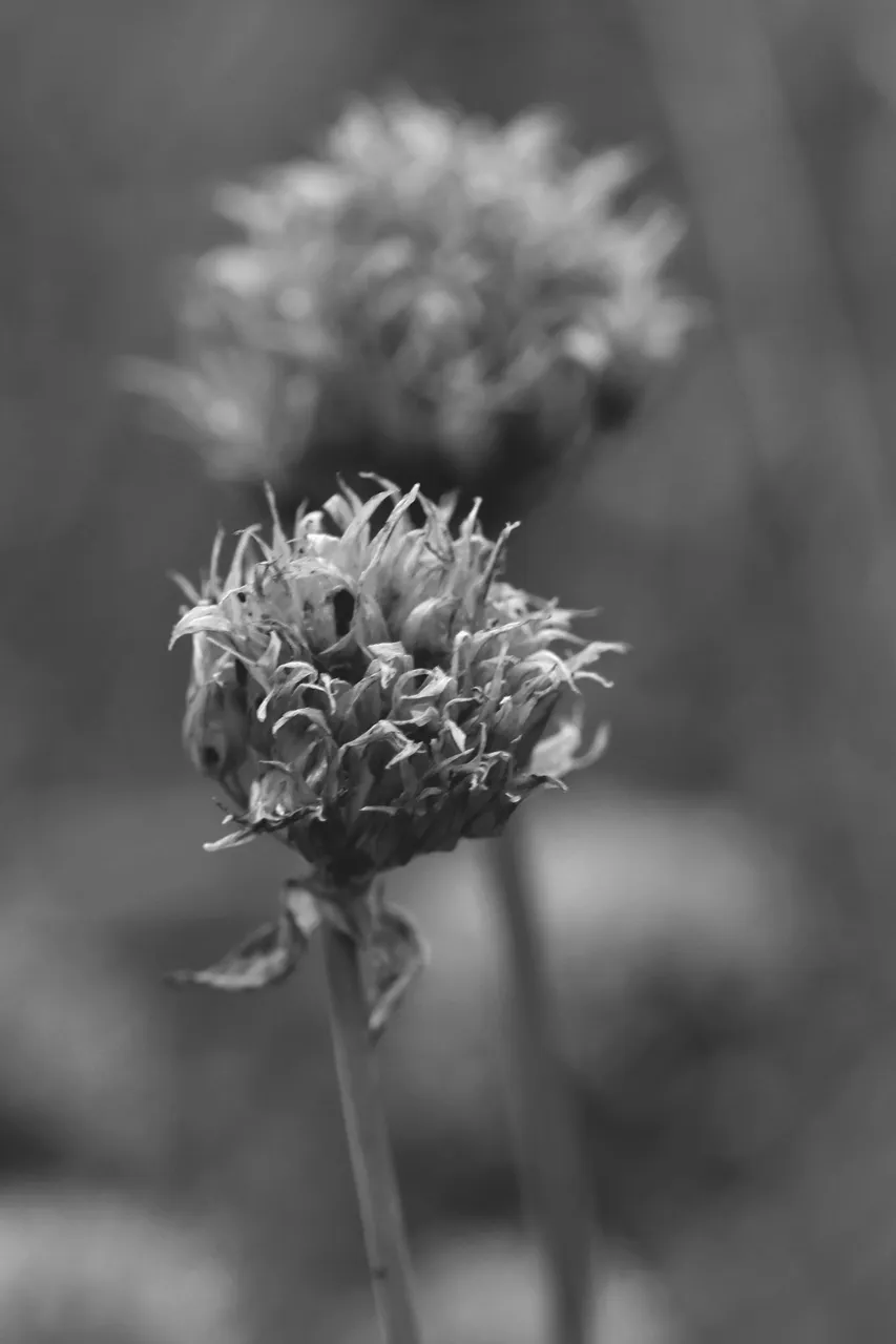 seedpod drystuff bw 7.jpg