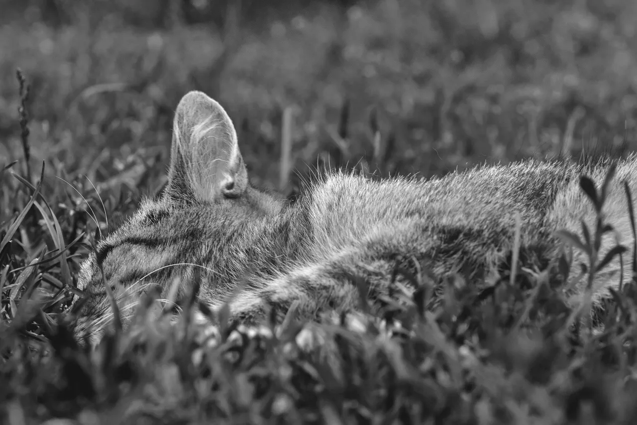 tabby kitty grass 6.jpg