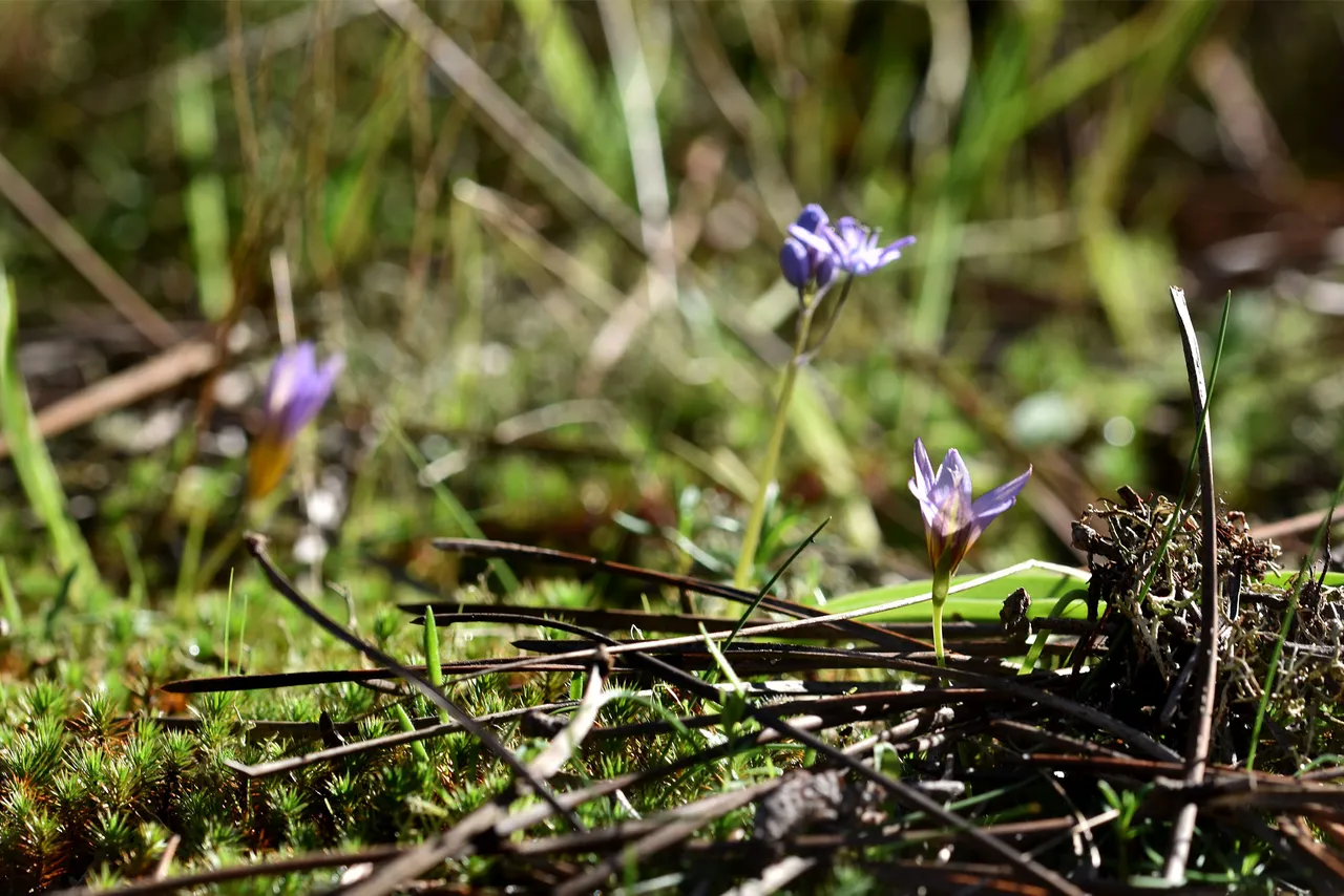 Romulea bulbocodium crocus 12.jpg