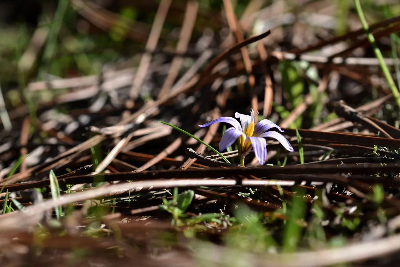 Romulea bulbocodium crocus 11.jpg