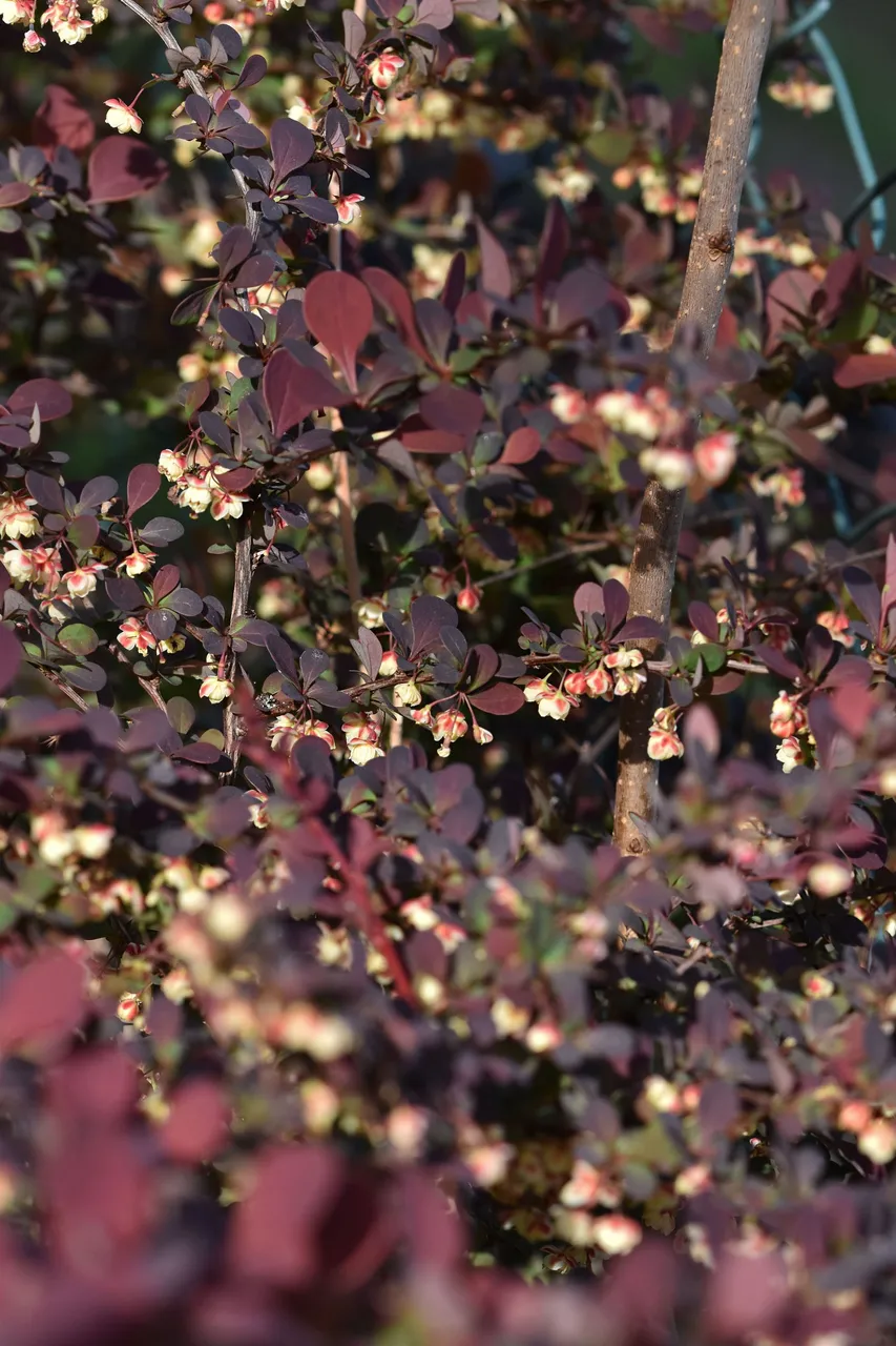 barberry blooms 3.jpg