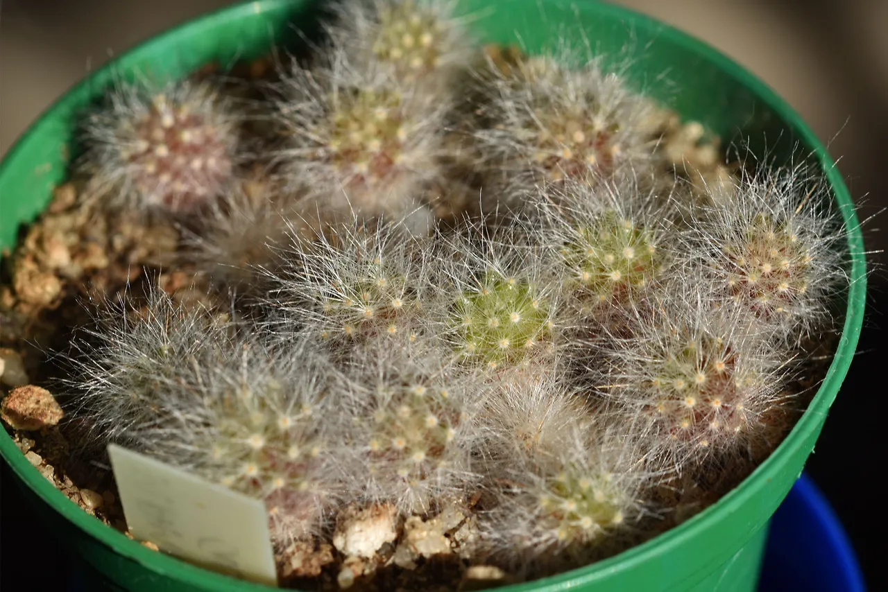 Mammillaria glassii seedlings 2021.jpg