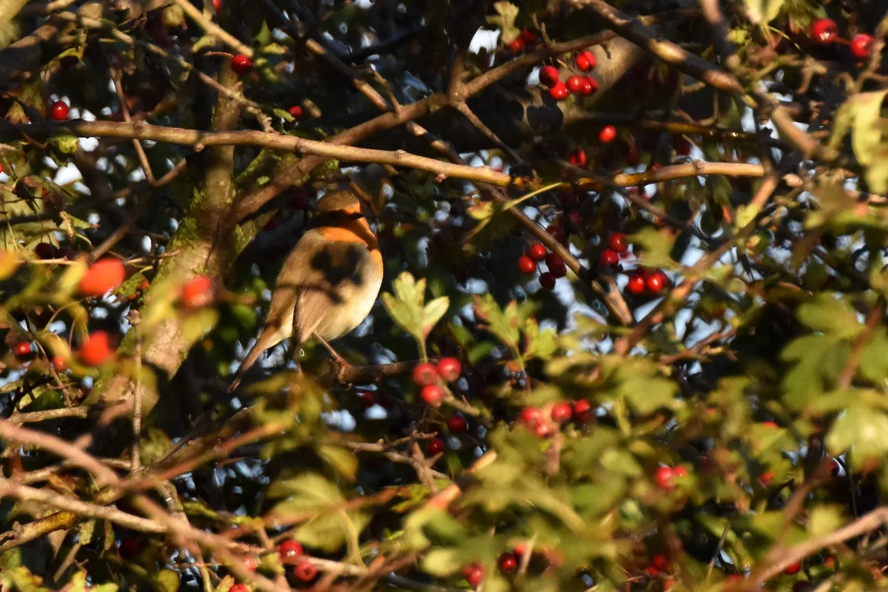 Robin Hawthorn tree pl 13.jpg