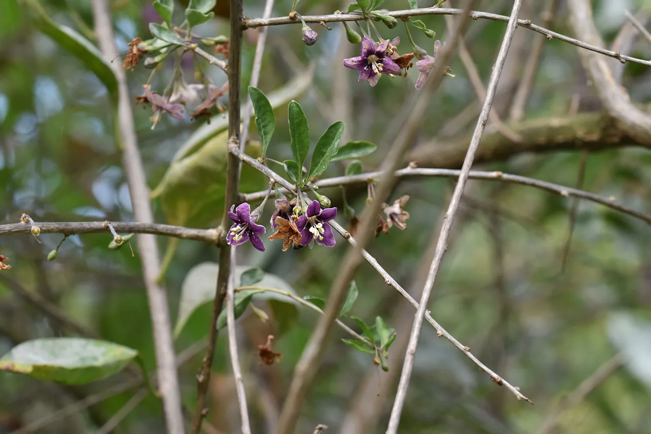 Goji berry pl 6.jpg