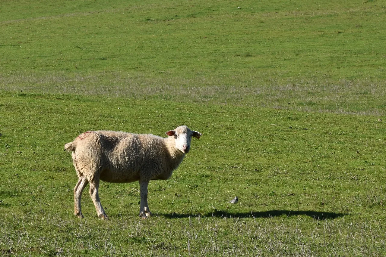 sheep countryside pt 14.jpg