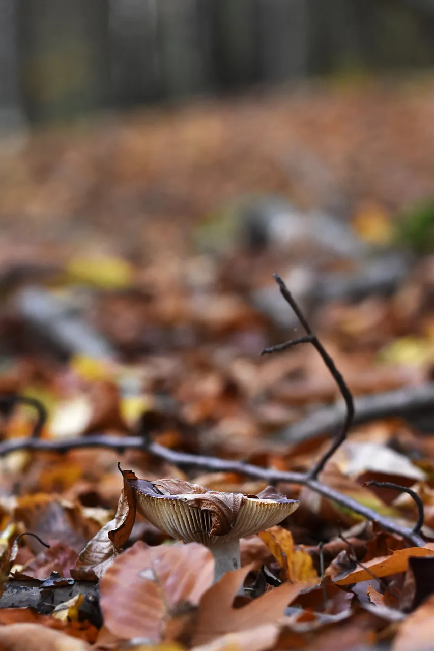 white mushroom in leaves pl 4.jpg