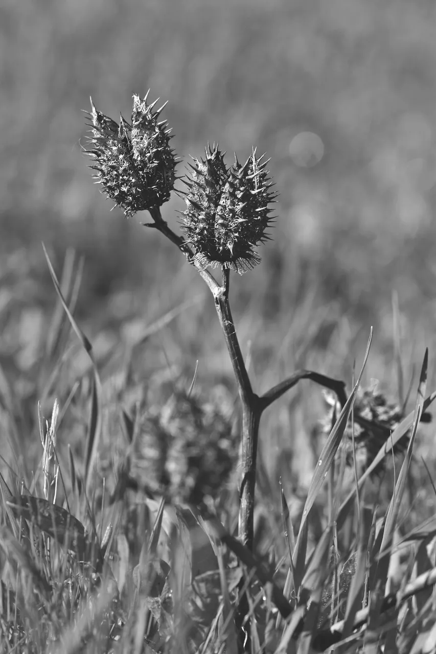 Datura stramonium drystuff bw 8.jpg