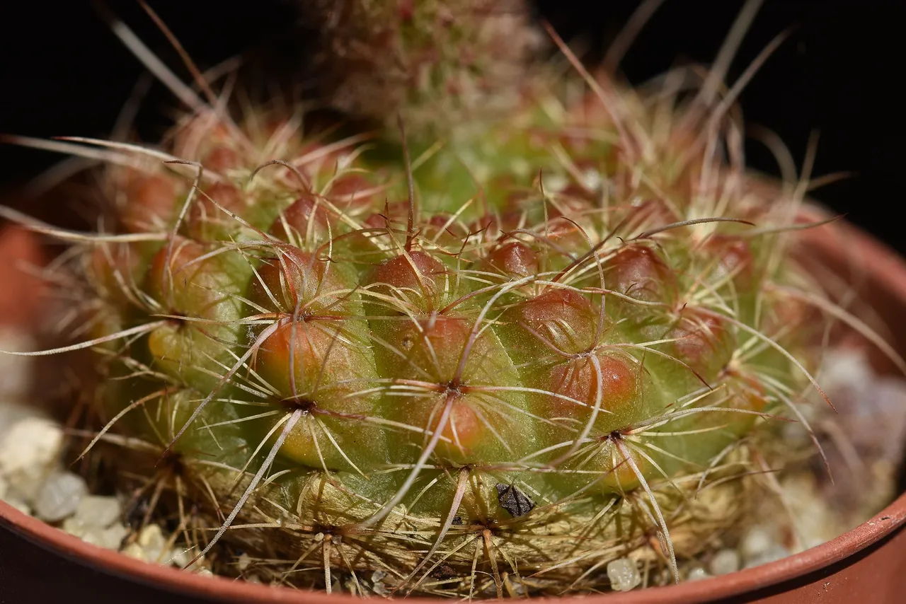 Notocactus Rubrigemmatus 2022 6.jpg