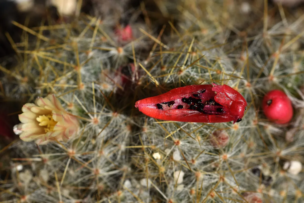 Mammillaria prolifera berries 6.jpg