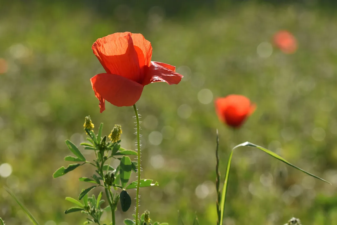 poppies park 5.jpg