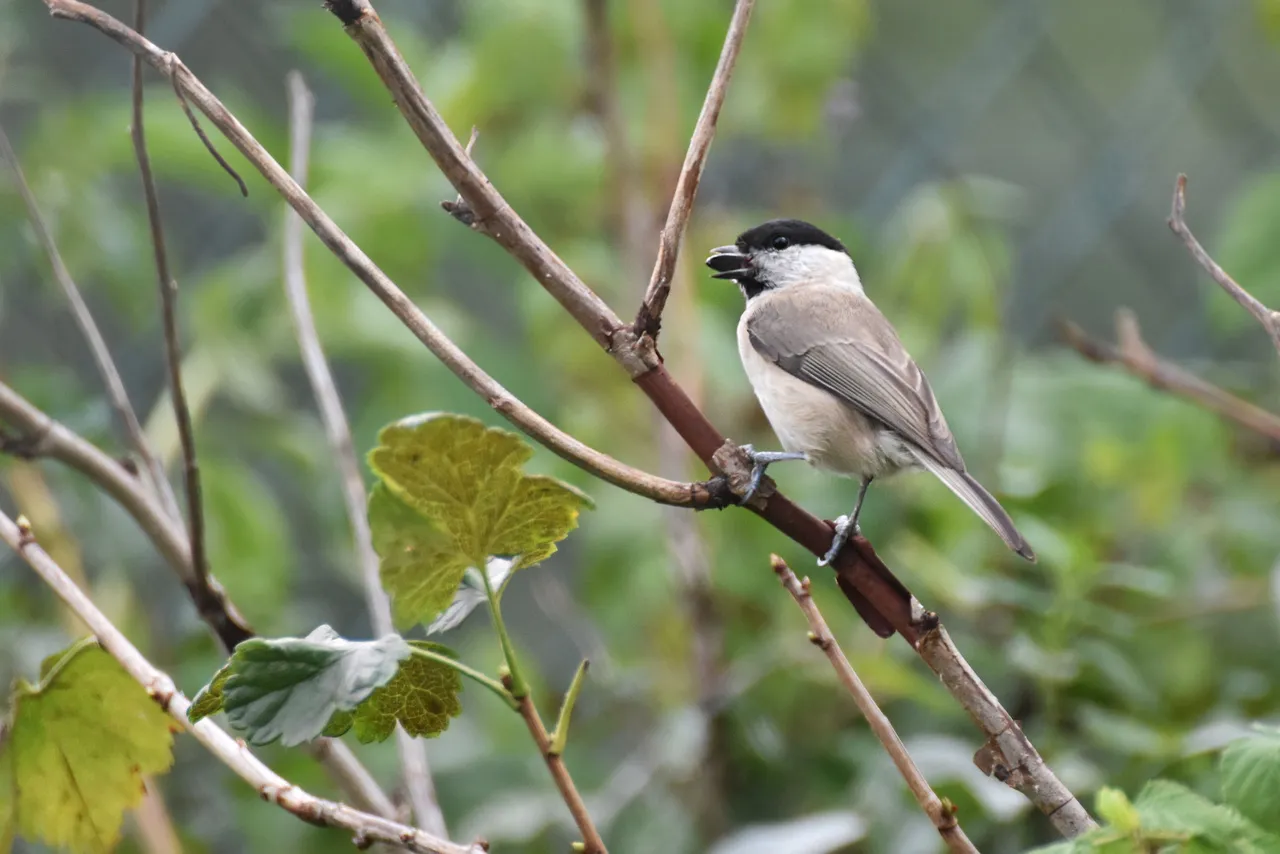 Marsh Tit pl 12.jpg