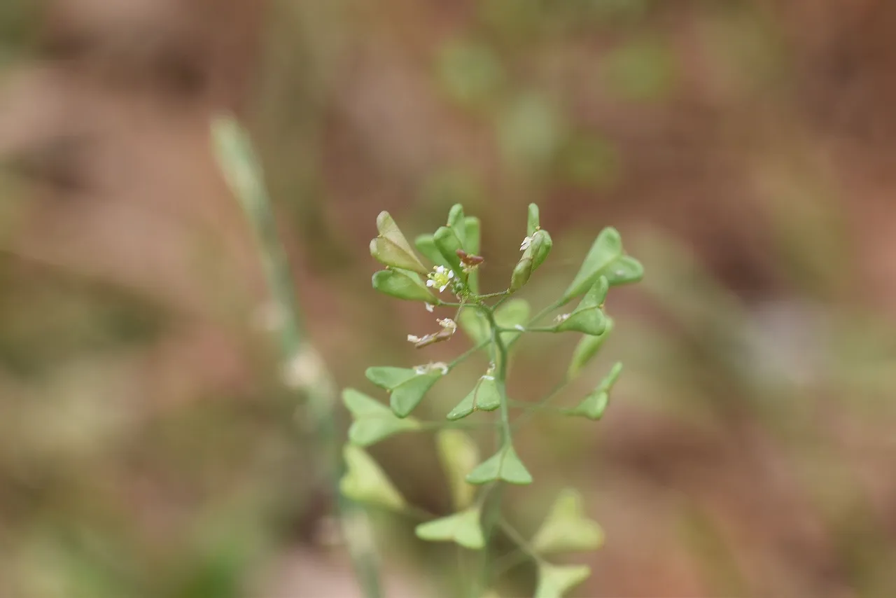 Shepherd's Purse field 3.jpg