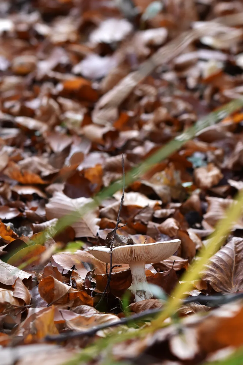 white mushroom in leaves pl 7.jpg