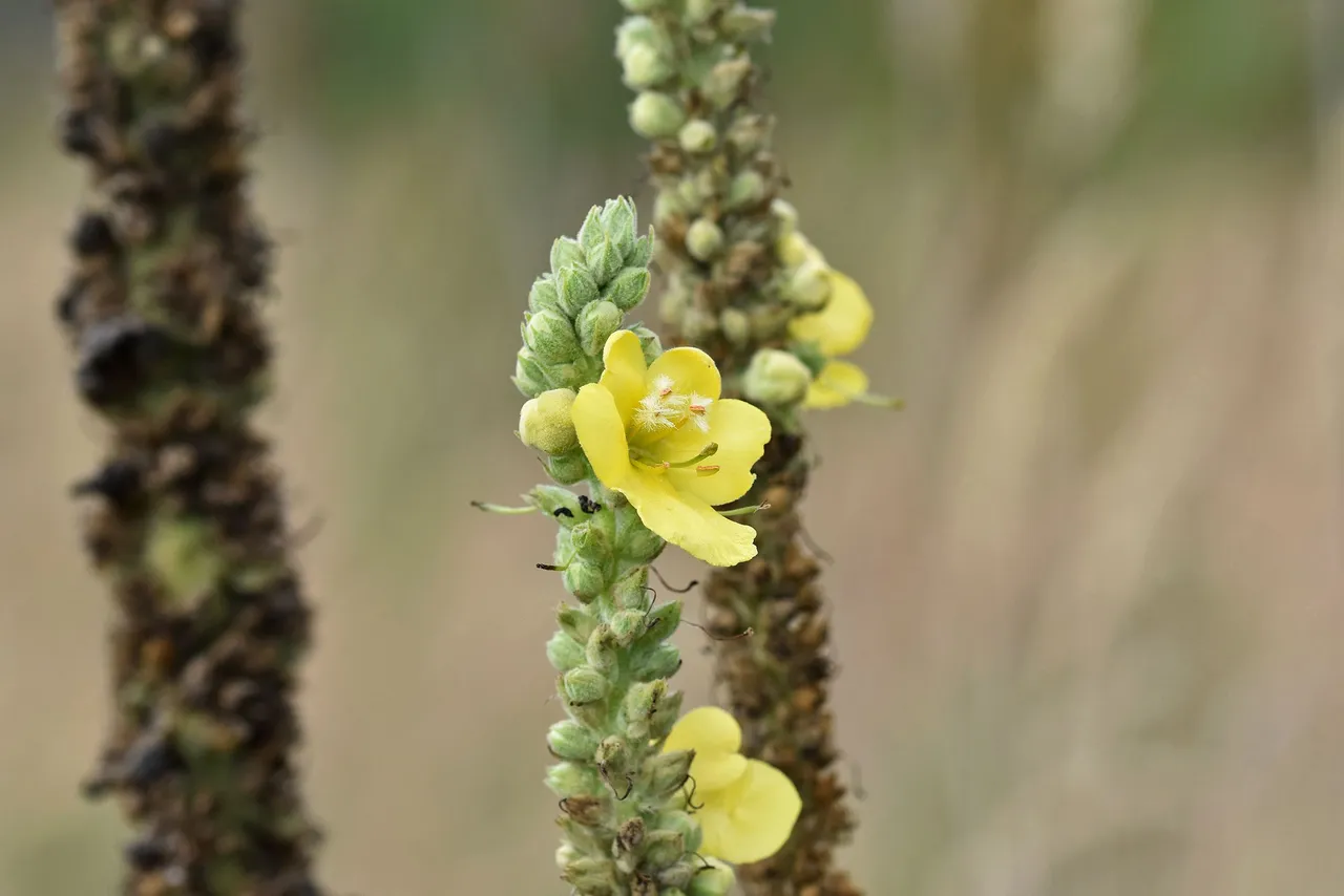 Verbascum wildflower pl 4.jpg