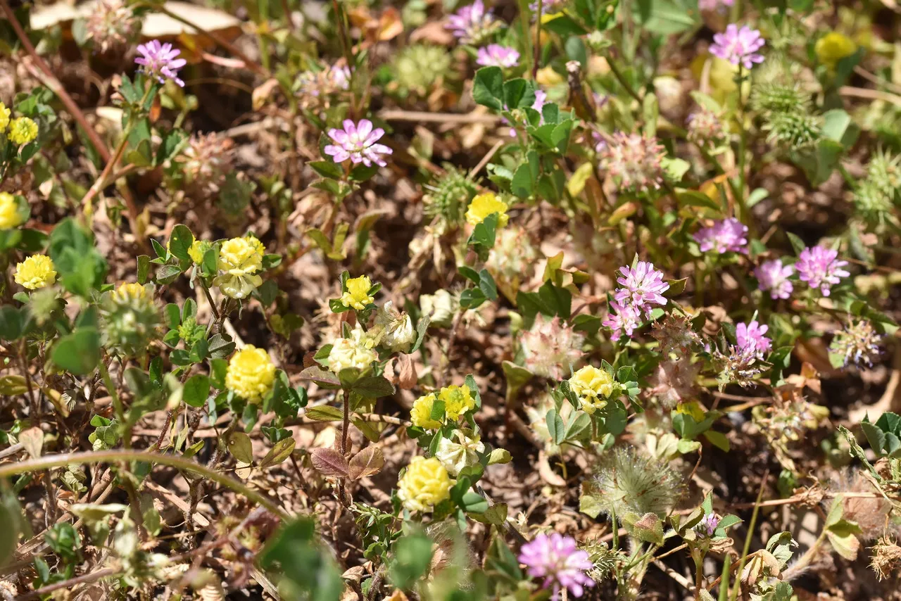 Trifolium tomentosum clover 4.jpg