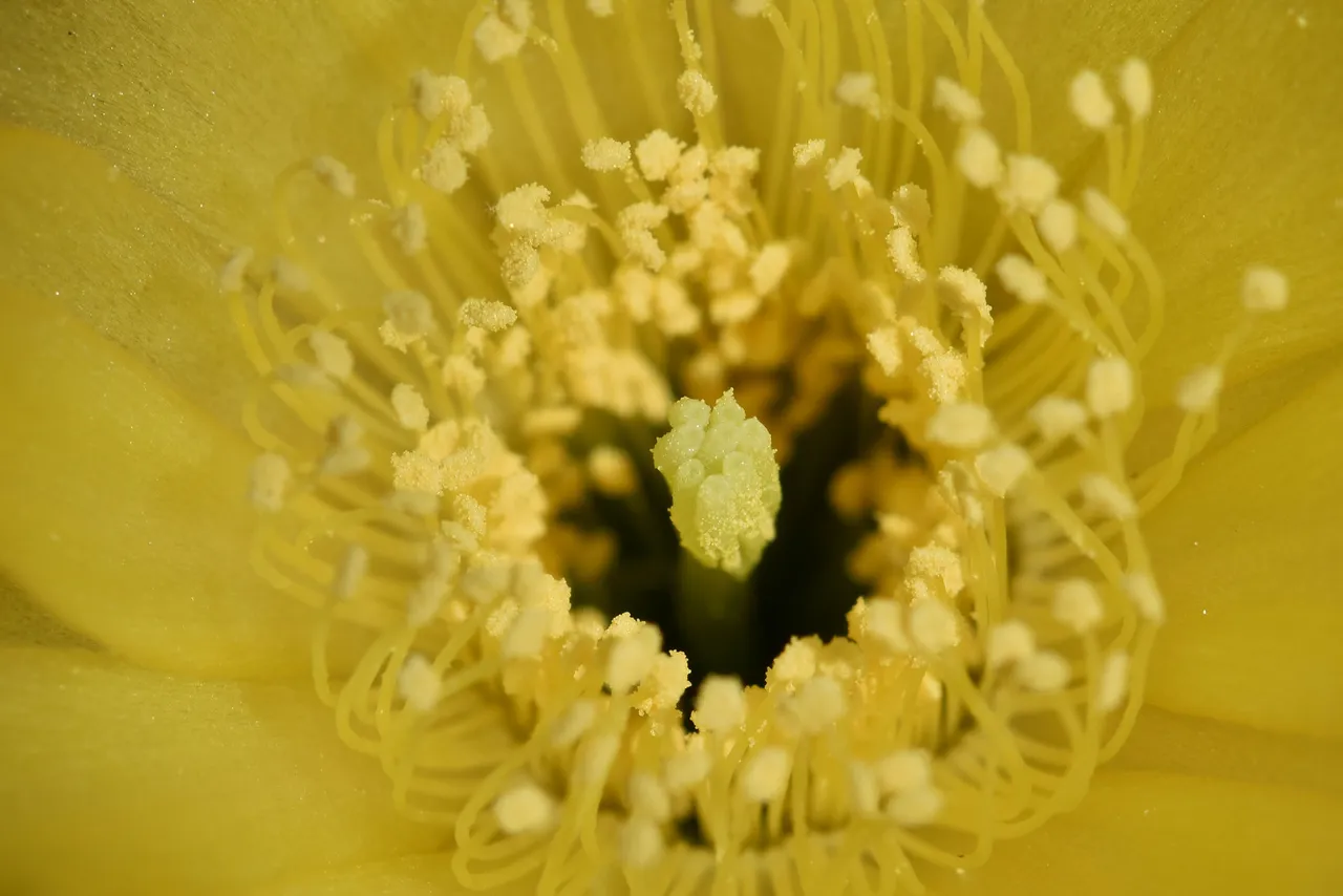 Lobivia Arachnacantha yellow 2021 7.jpg