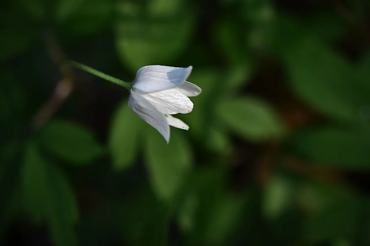 wood anemone pl 5.jpg